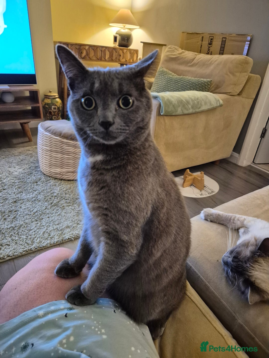 Mixed Breed cats for sale: Mixed breed kitty - Image 1