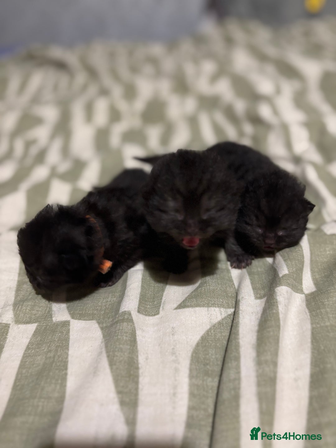 British Shorthair cats for sale: Pure British shorthair  - Image 11