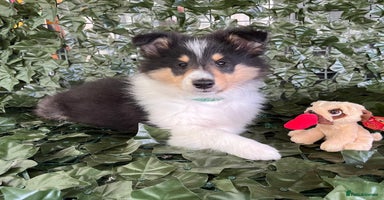 Rough Collie dogs - Advert 15