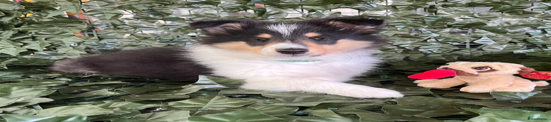 Rough Collie Puppy 4