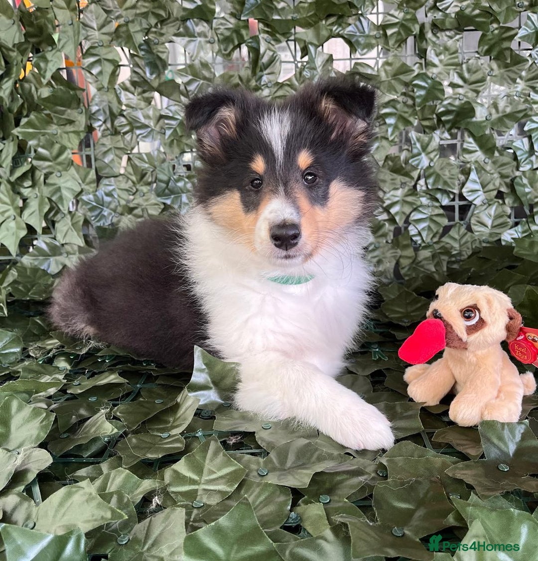 Rough Collie dogs for sale: PUPPY MASSIVE REDUCTION-TRI/COL boy 10w DNA-CLEAR  - Image 3