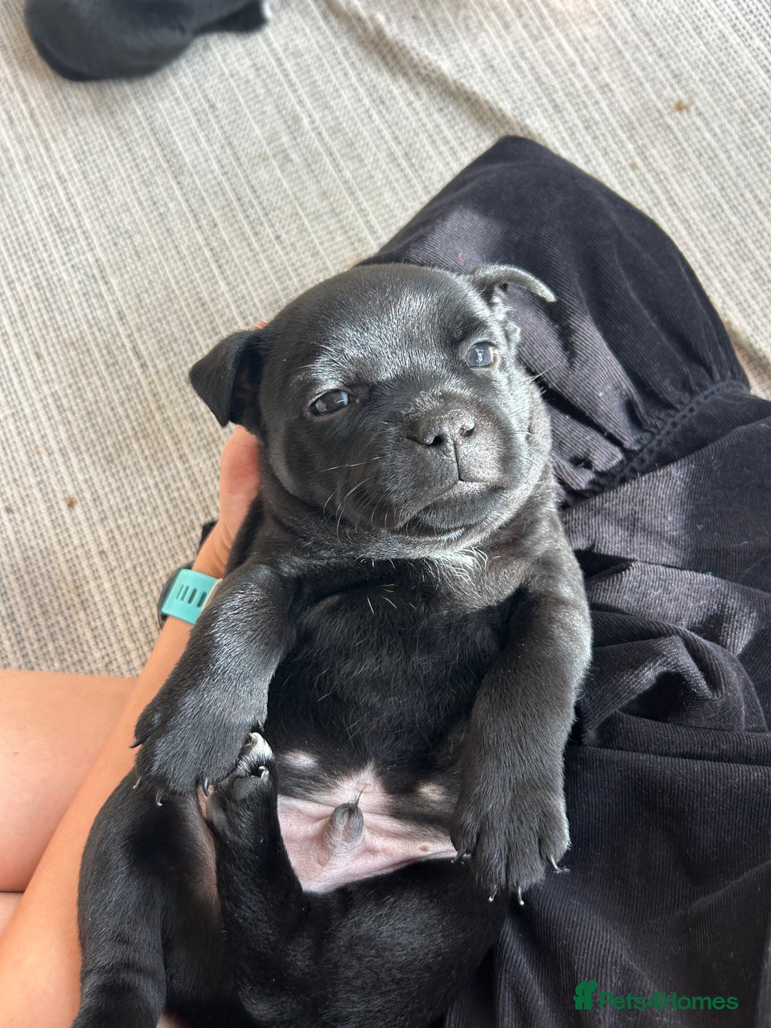 Staffordshire Bull Terrier dogs for sale: Gorgeous Black Boy available from this litter!  - Image 6