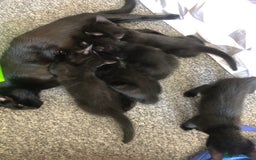 British Shorthair cats for sale: 🐾 A Rare Band of Ghost Tabby Kittens 🐾 - Image 2