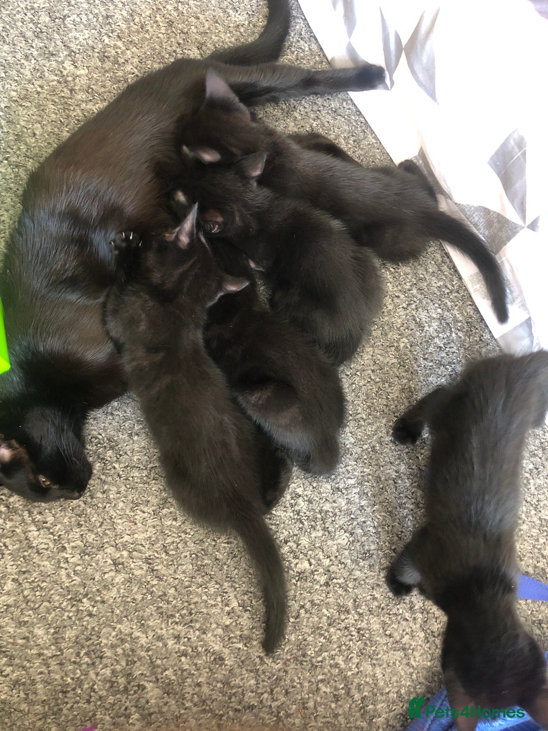 British Shorthair cats for sale: 🐾 A Rare Band of Ghost Tabby Kittens 🐾 - Image 2