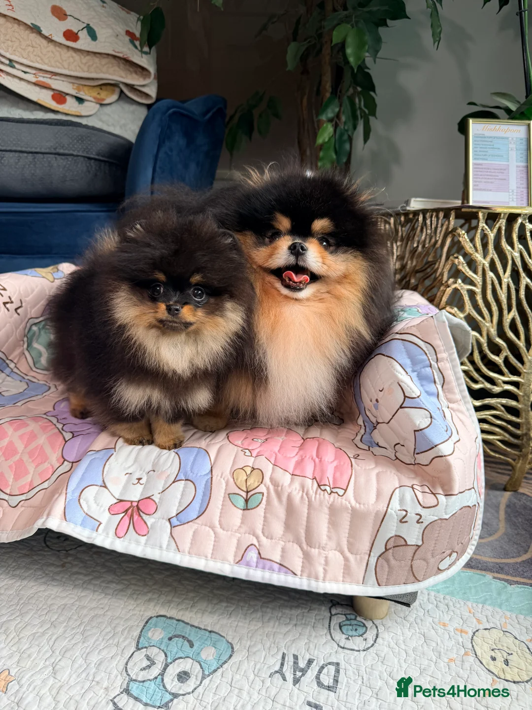 Pomeranian dogs for sale: Black and Tan Pomeranian girl - Advert 2