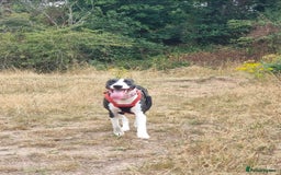 Mixed Breed dogs for sale: Loving Young Mixed-Breed Dog. - Image 1