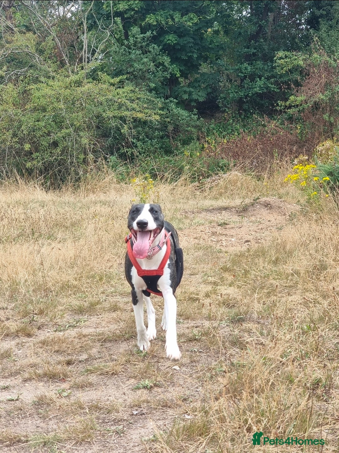 Mixed Breed dogs for sale: Loving Young Mixed-Breed Dog. - Image 1