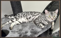 Bengal cats for sale: Silver Spotted Bengal Siblings Haja And Tala - Image 15