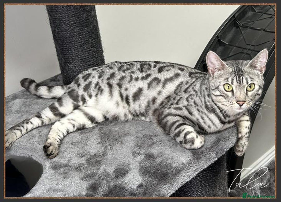 Bengal cats for sale: Silver Spotted Bengal Siblings Haja And Tala - Image 15