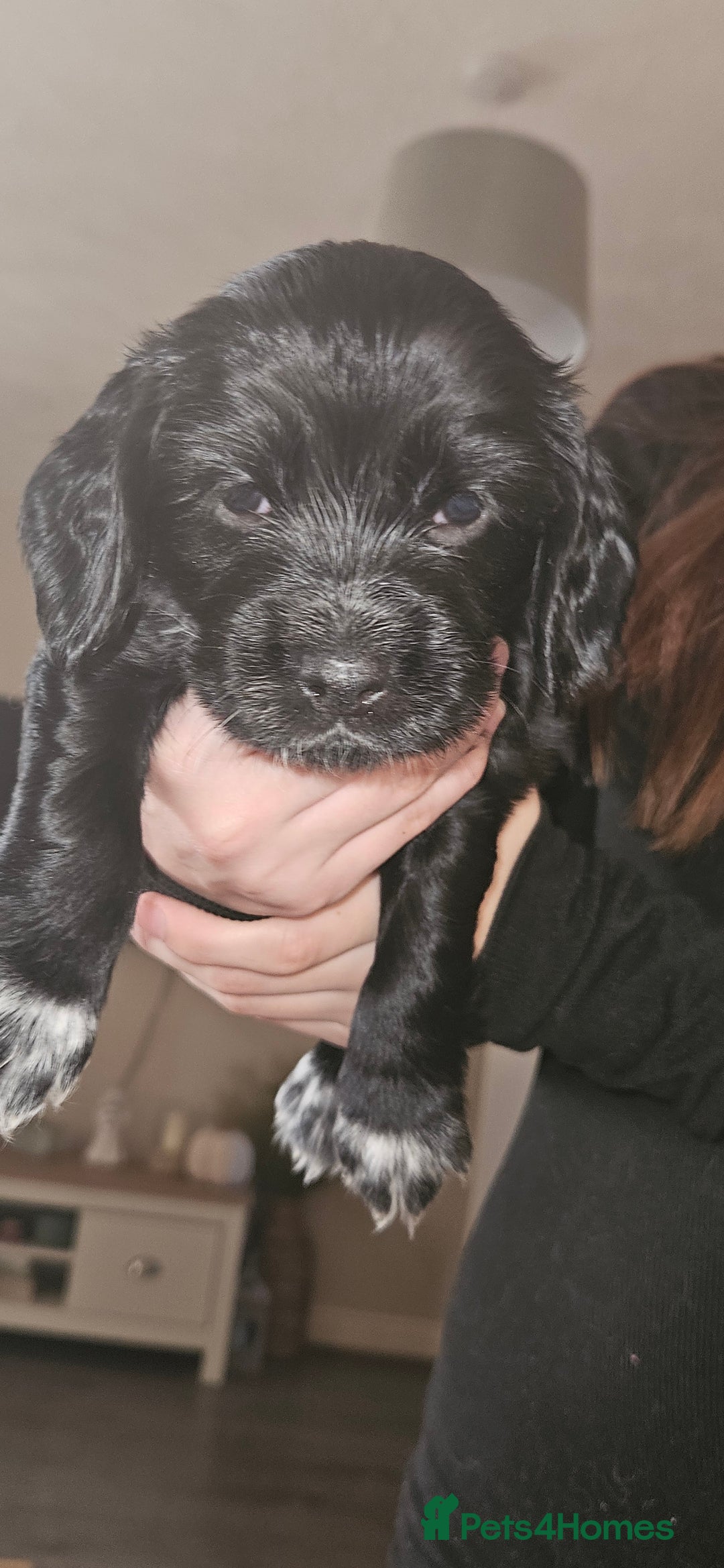 Cocker Spaniel dogs for sale: litter of 6 pedigree cocker spaniel puppies. - Image 19