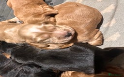 Cocker Spaniel dogs for sale: The Perfect Mix Cocker Puppies Working x Show  - Image 6