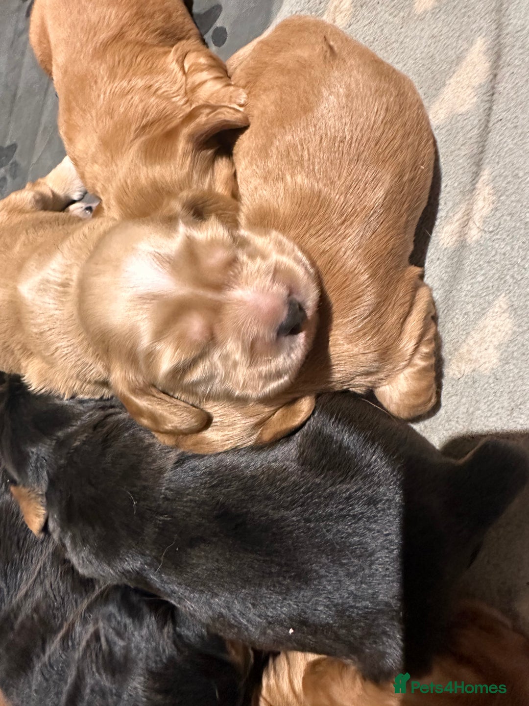 Cocker Spaniel dogs for sale: The Perfect Mix Cocker Puppies Working x Show  - Image 6