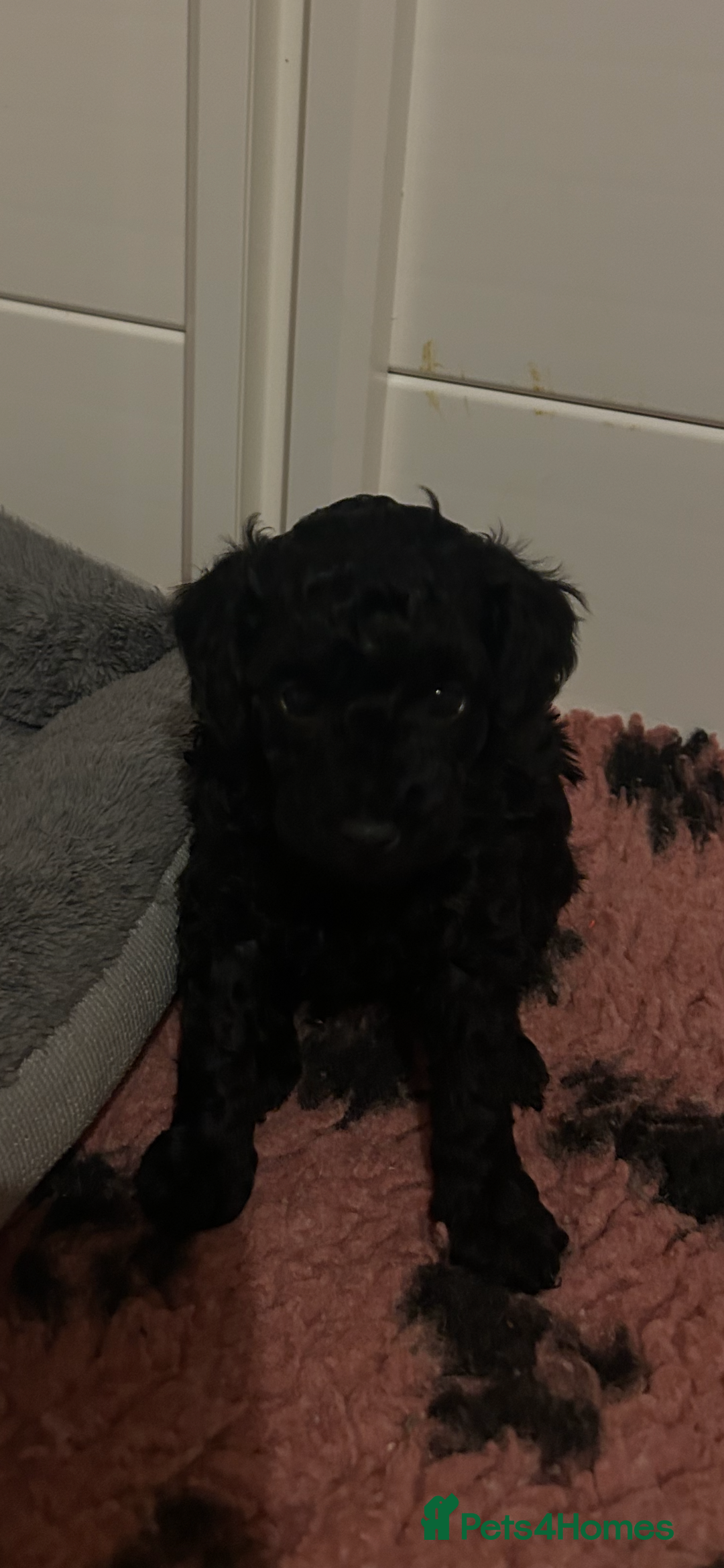 Toy Poodle dogs for sale: kc toy poodles by fully health tested parents - Advert 6