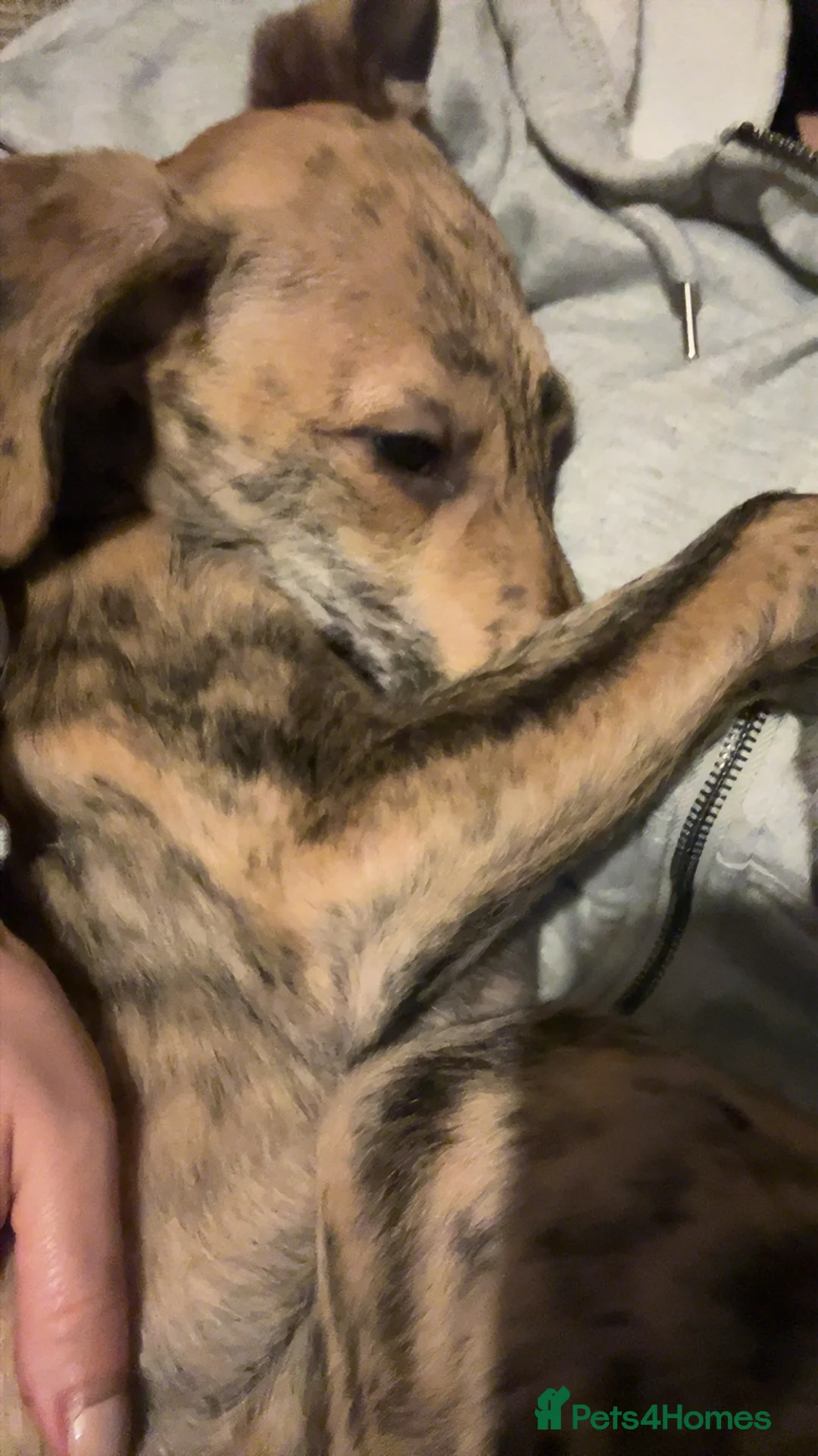 Greyhound dogs for sale: female grey hound pup mabel - Advert 3