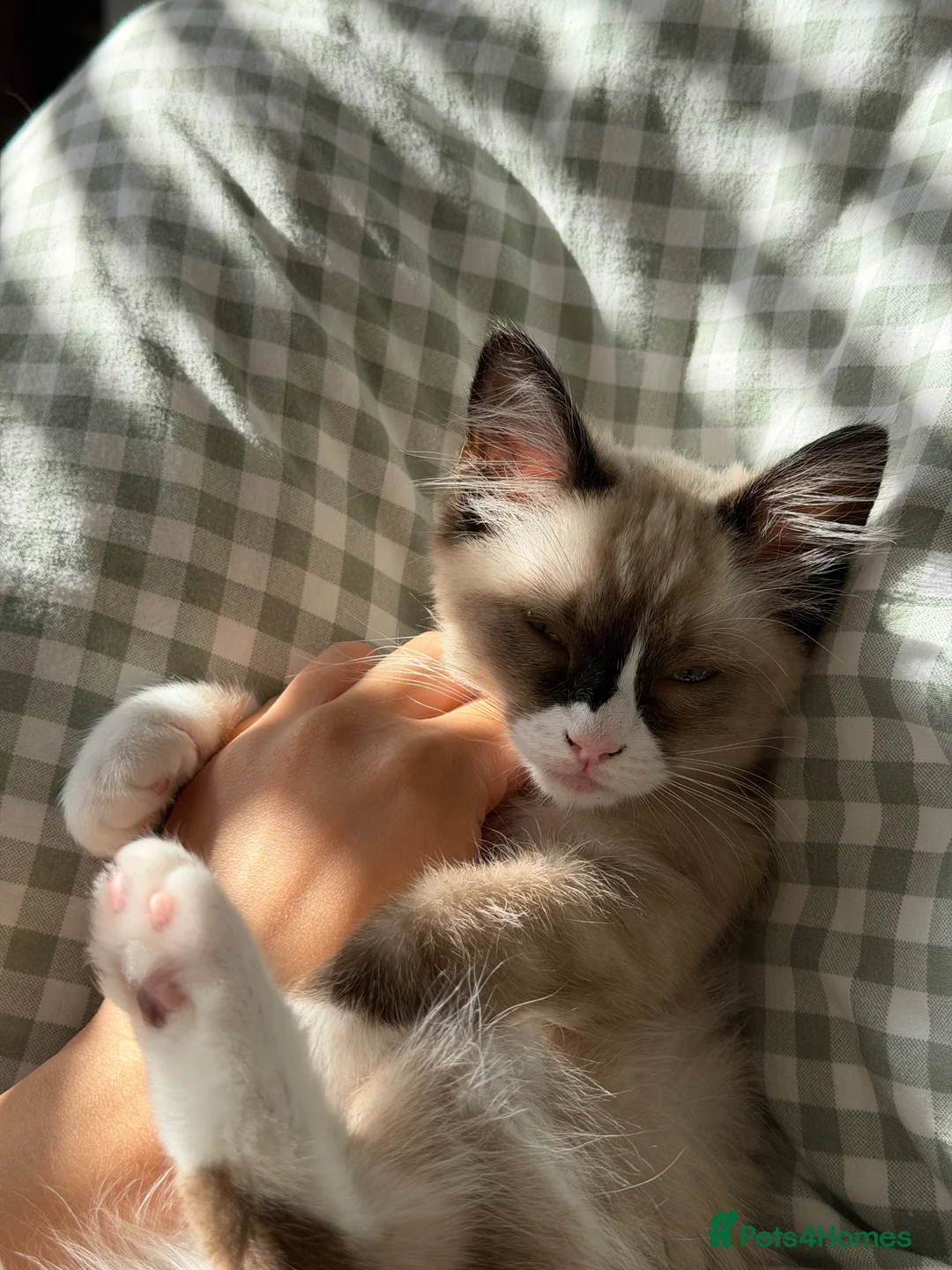 Ragdoll cats for sale: Ragdoll Kitten - Advert 2
