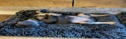 French Bulldog dogs for sale: Playful Lilac and tan French Bulldog  - Advert 7