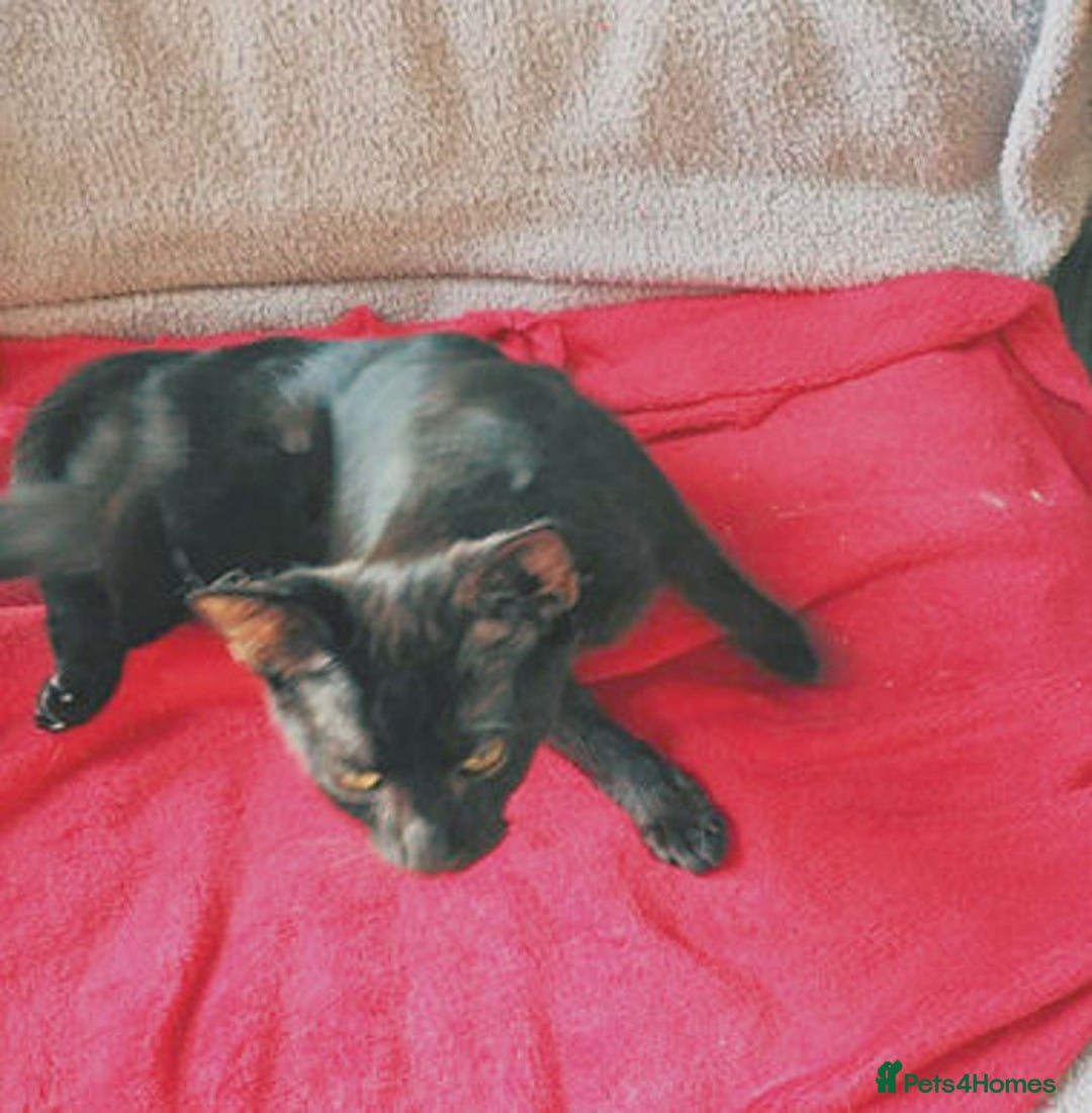 Mixed Breed cats for adoption: COLE. - Image 3