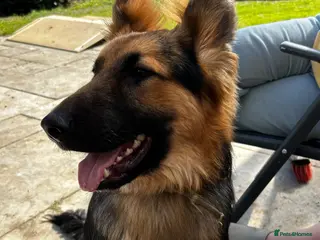 Mixed Breed dogs Beautiful Puppy in need of a dedicated loving home - Advert 2