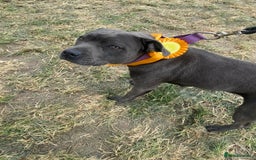 Staffordshire Bull Terrier dogs for sale: KC Staffordshire bull terrier LAST BOY REDUCED  - Image 16