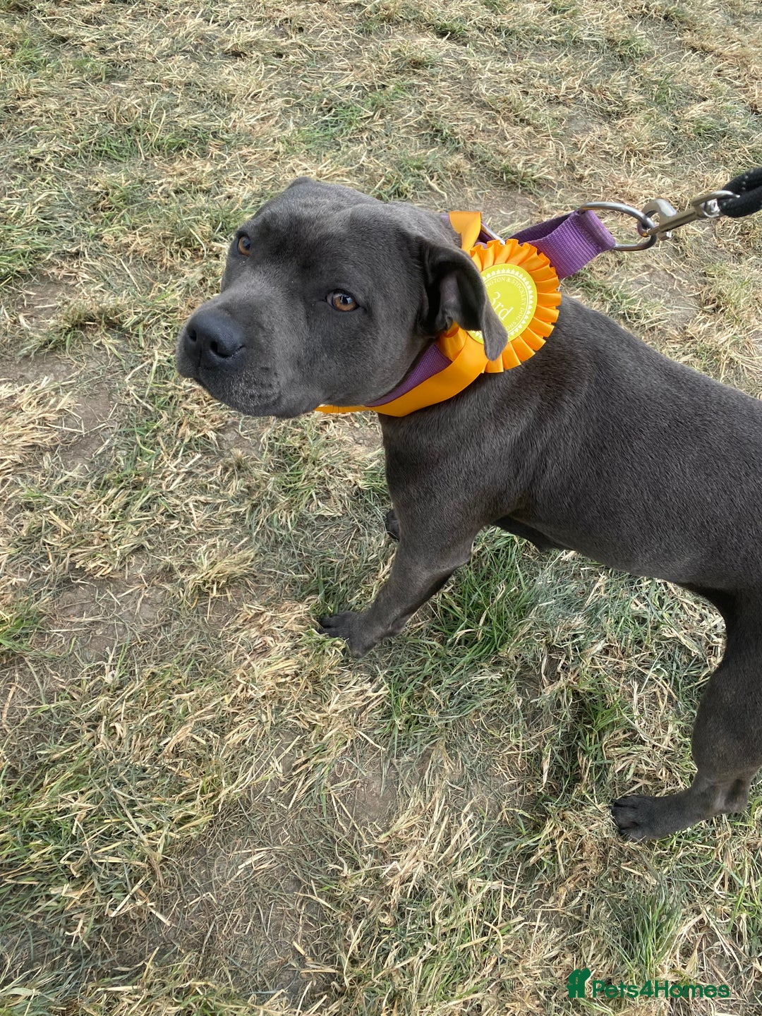 Staffordshire Bull Terrier dogs for sale: KC Staffordshire bull terrier LAST BOY REDUCED  - Image 16