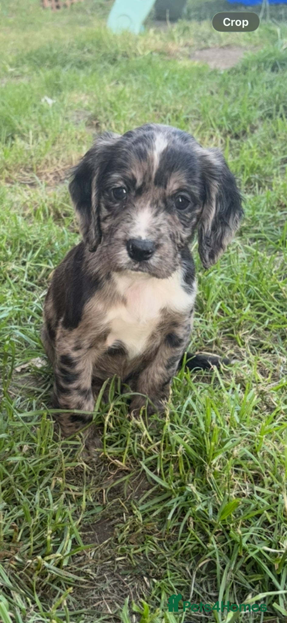 Cocker Spaniel dogs Cocker spaniel puppy’s  - Advert 5