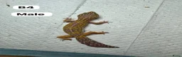 Leopard Gecko reptiles for sale: Leopard geckos for rehome - possible full setup  - Advert 5