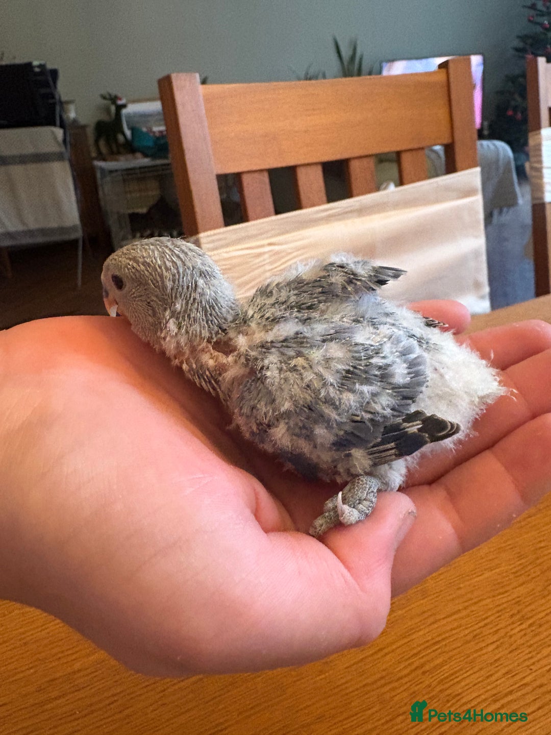 Lovebirds birds for sale: Lovebird babies - friendly chicks - Advert 1