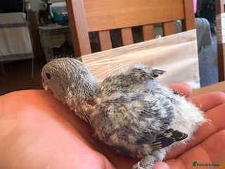 Lovebirds birds Lovebird babies - friendly chicks - Advert 1