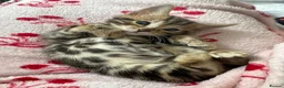 Bengal cats for sale: Baby pure bengal male  - Advert 11