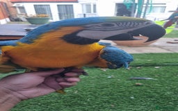 Macaws birds for sale: Blue and gold macaw  - Image 3