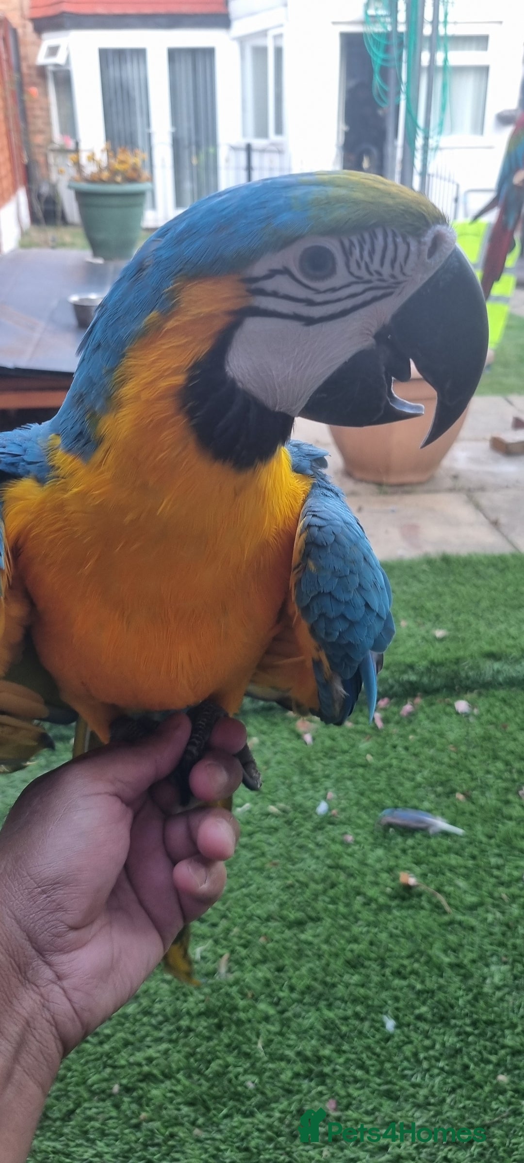 Macaws birds for sale: Blue and gold macaw  - Image 3