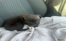 Mixed Breed dogs for sale: Staff x cane corso puppies - Image 37