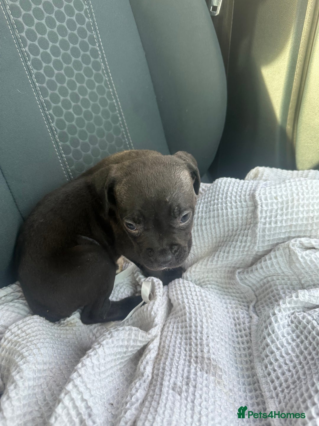 Mixed Breed dogs for sale: Staff x cane corso puppies - Image 37
