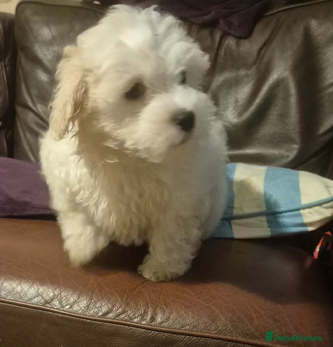 Mixed Breed dogs for sale: LAST PUPPY STUNNING RARE COTONESE  - Advert 5
