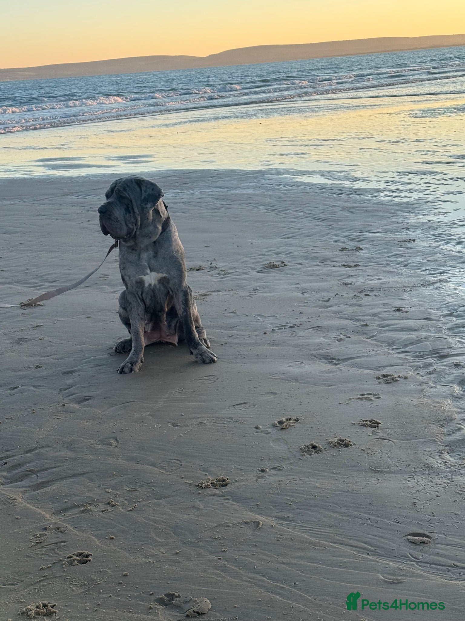 Neapolitan Mastiff dogs Neapolitan Mastiff x Cane Corso Puppies for Sale  - Advert 1