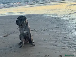 Neapolitan Mastiff dogs Neapolitan Mastiff x Cane Corso Puppies for Sale - Advert 14