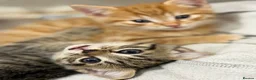 Mixed Breed cats for sale: 2 beautiful male kittens (Ready to leave 15/08) - Advert 4