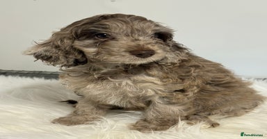 Cockapoo dogs Choc Merle F1 Cockapoo girl fully vaccinated  - Advert 5