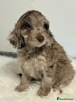 Cockapoo dogs Choc Merle F1 Cockapoo girl fully vaccinated - Advert 5