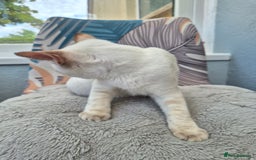 Snowshoe cats for sale:  pedigree Tica reg  snowshoes  READY NOW - Image 29