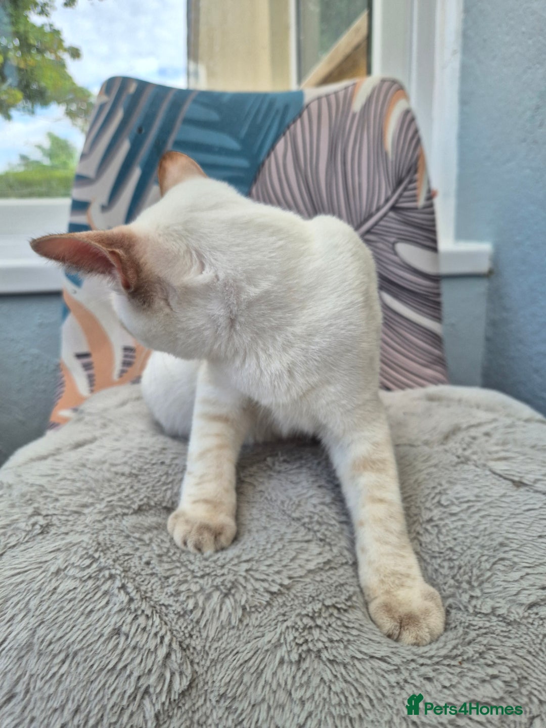 Snowshoe cats for sale:  pedigree Tica reg  snowshoes  READY NOW - Image 29