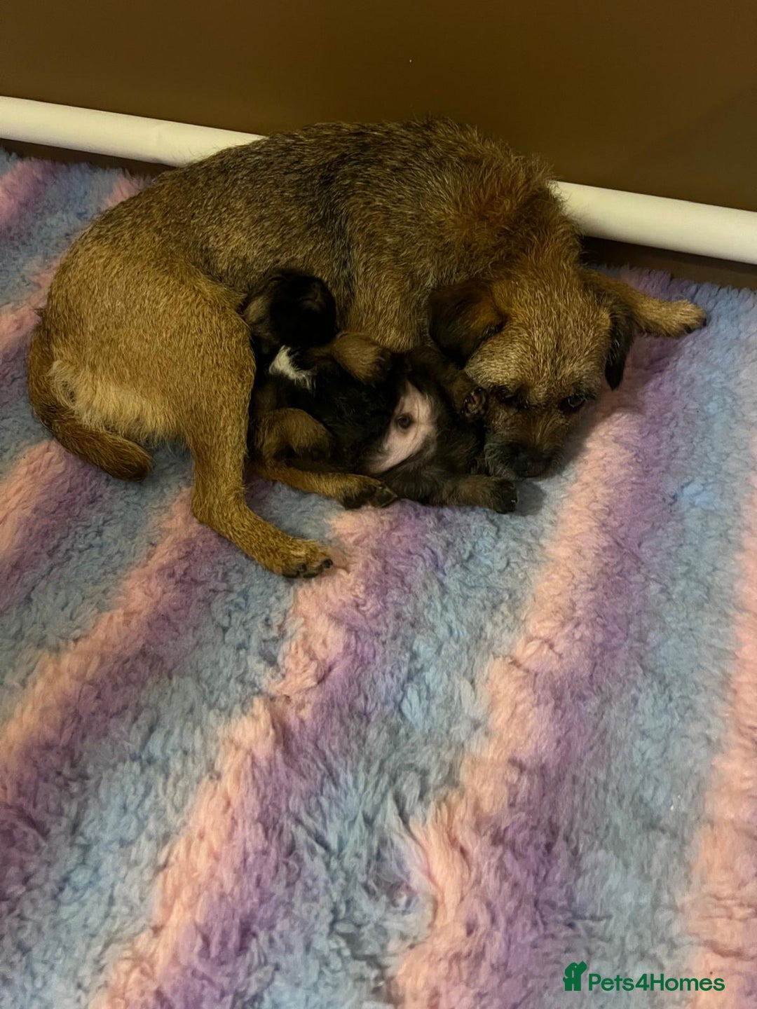 Border Terrier dogs for sale: Border Terrier Pup Family Man’s Best Friend - Advert 2
