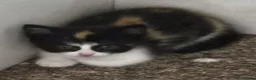Mixed Breed cats for sale: Lovely kittens in London - Advert 16
