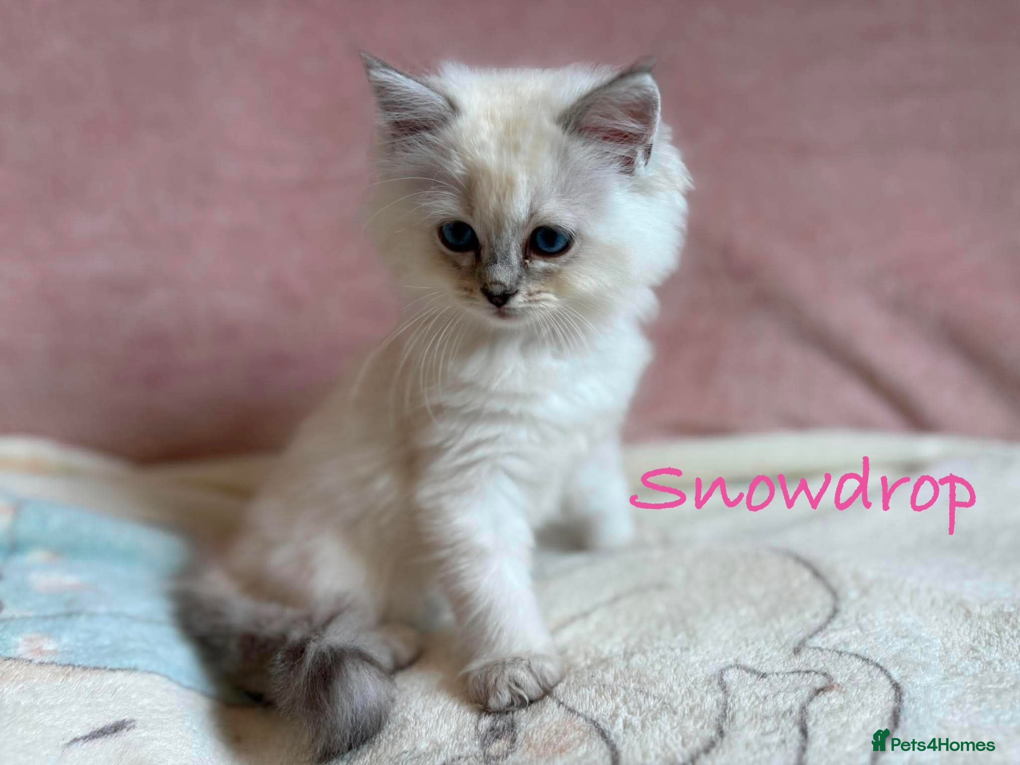 Persian cats Absolutely beautiful Persian/ragdoll Kittens - Advert 15