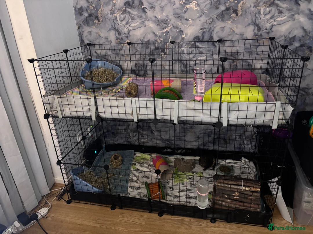 Guinea Pig rodents for sale: 4 male guinea pigs plus accessories  in Larbert - Advert 7