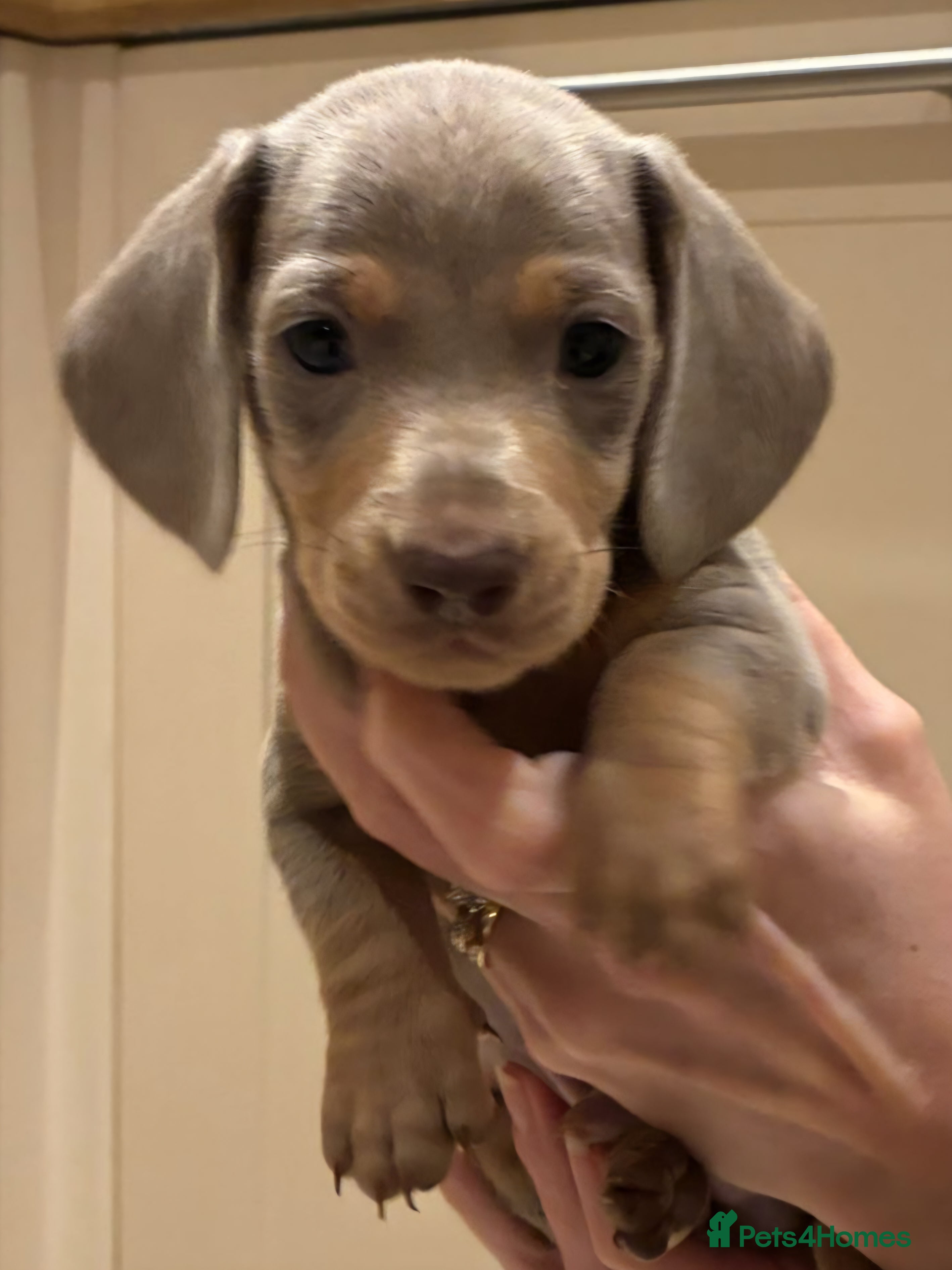 Miniature Dachshund dogs Beautiful kc reg miniature dachshunds in Saint Leonards-on-sea - Advert 1