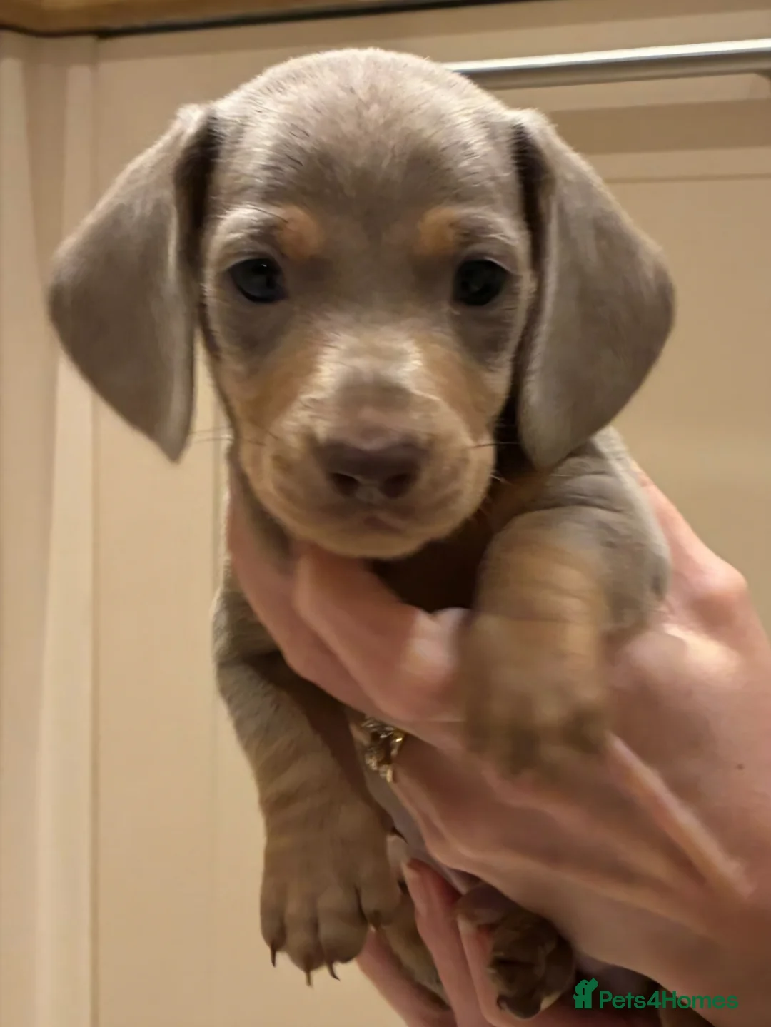 Miniature Dachshund dogs for sale: Beautiful kc reg miniature dachshunds in Saint Leonards-on-sea - Advert 1