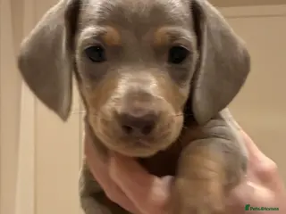 Miniature Dachshund dogs Beautiful kc reg miniature dachshunds in Saint Leonards-on-sea - Advert 1