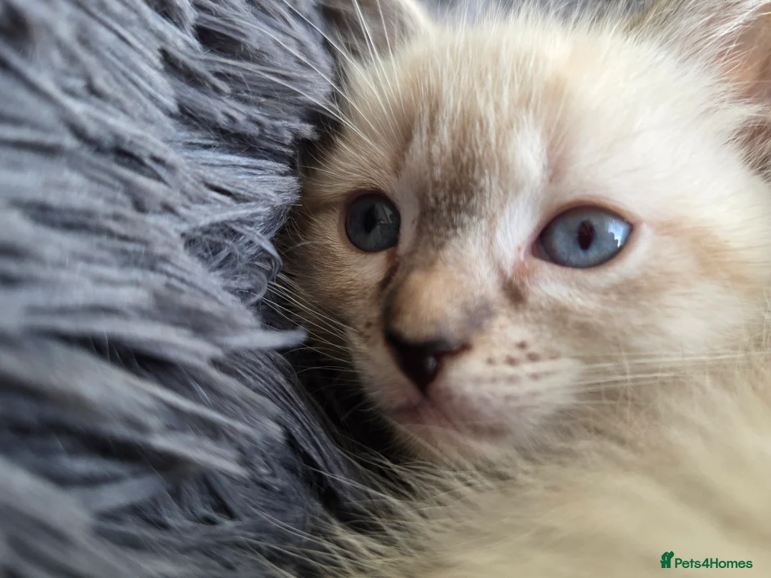 Ragdoll cats for sale: Ragdoll Cross Kittens  - Advert 8