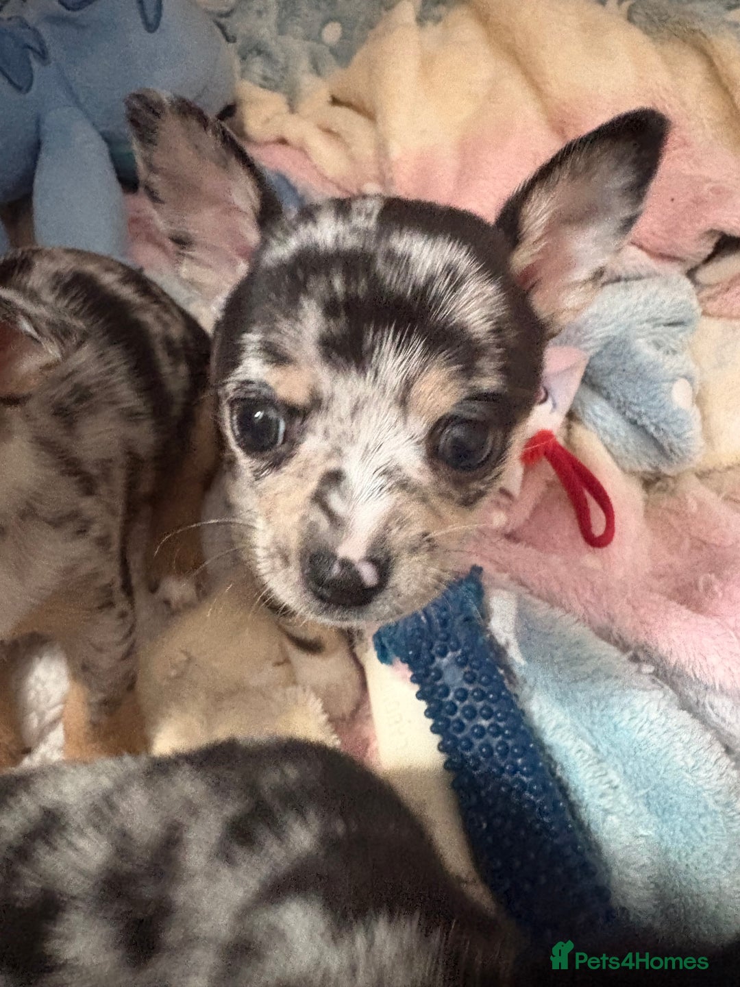 Chihuahua dogs for sale: Beautiful Merle Chihuahua Puppies 🐶  - Advert 3